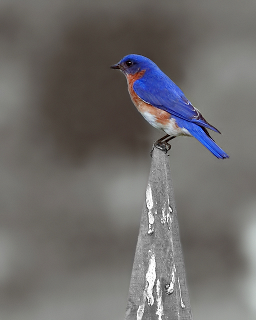 Eastern Bluebird