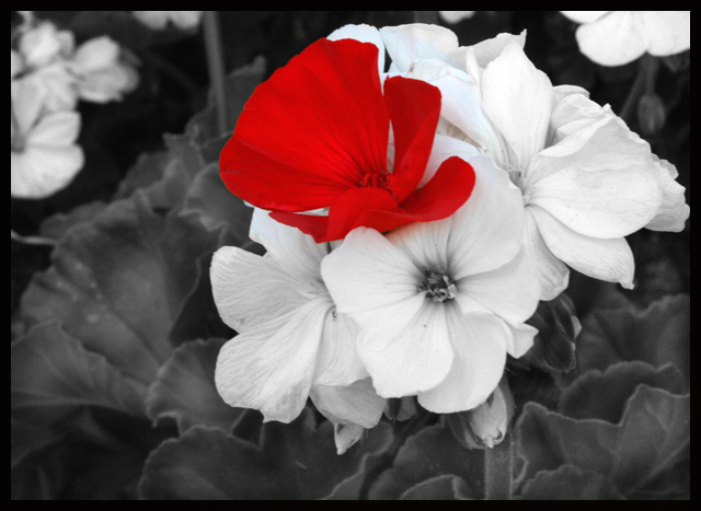The Lone Red Flower