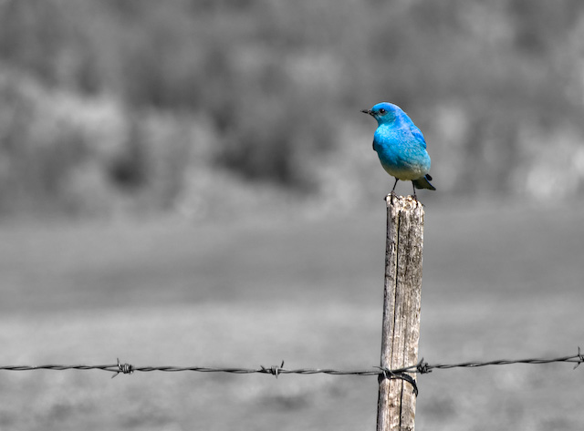 Bird in Blue