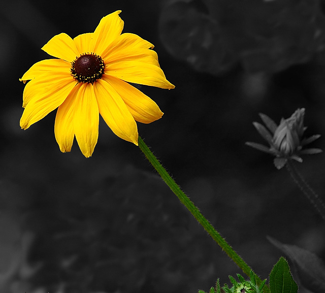Black Eyed-Susan