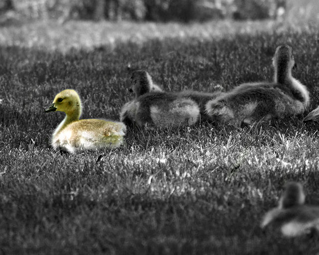 Goslings