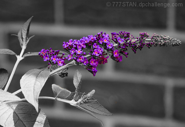 Butterfly Bush Bloom