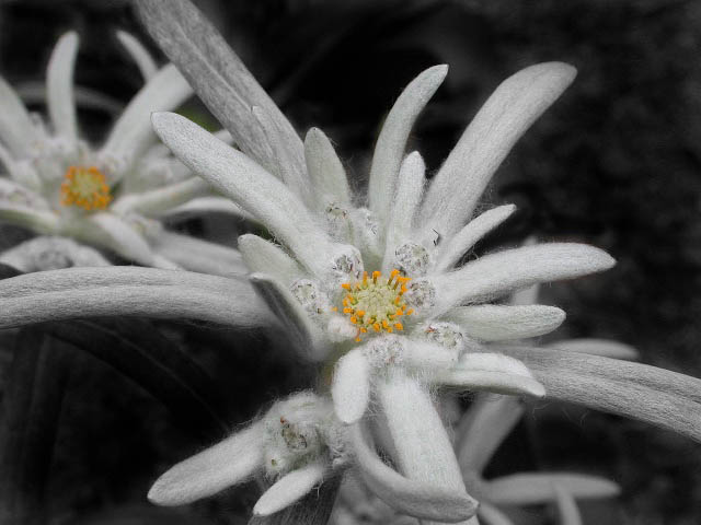 EDELWEISS