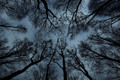 Treetops