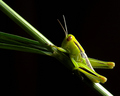 Hopper