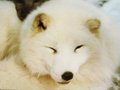 articFox73