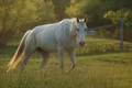 Whitehorse