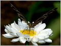 butterfly-wings