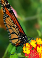 ButterflySis