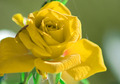 Yellowrose