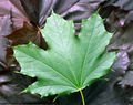 Maple Leaf