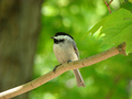 Chickadee