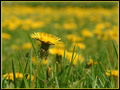 Dandelion1