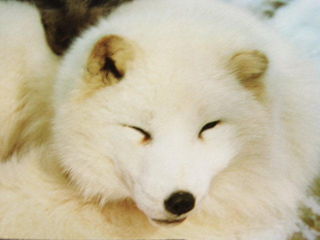 articFox73