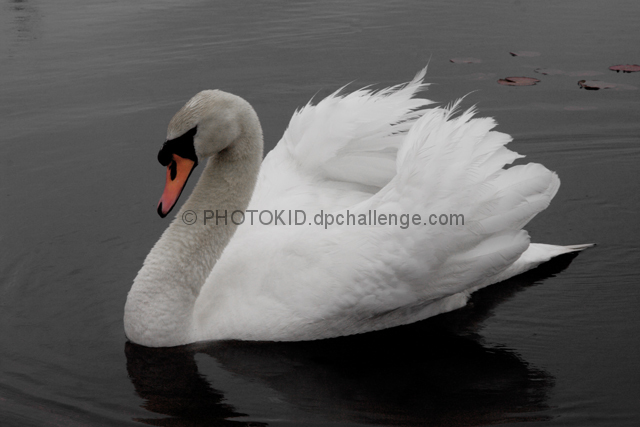 Wild Swan