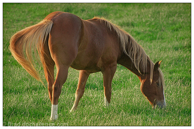 hungryhorse