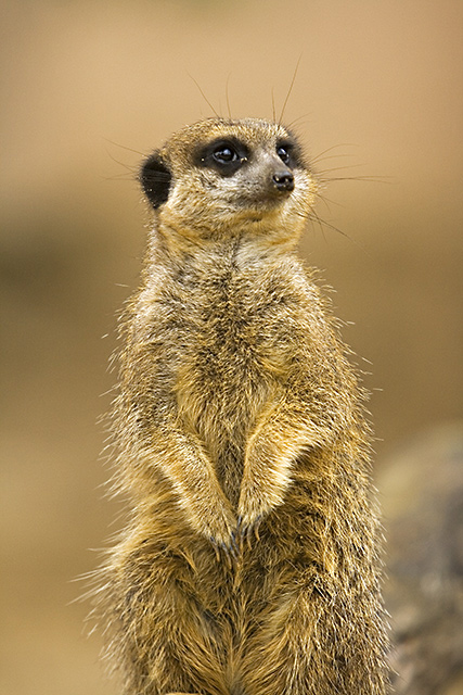 Meerkat