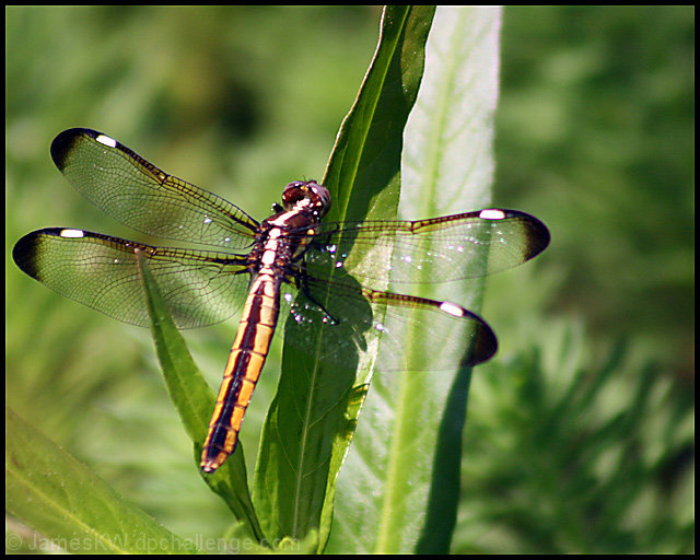 Dragonfly1977