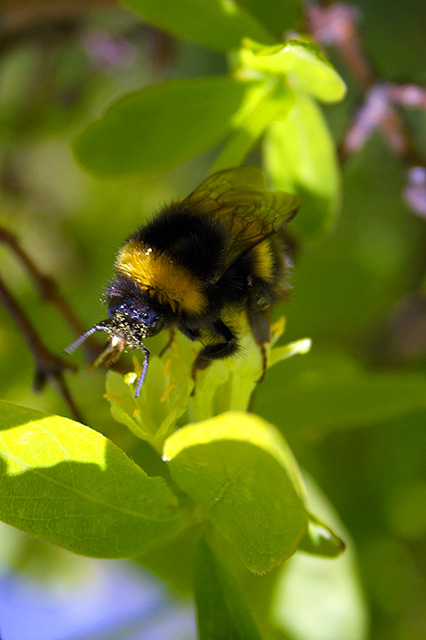 Honeybee 848
