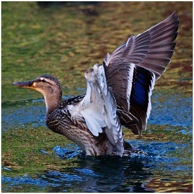 Sailingduck