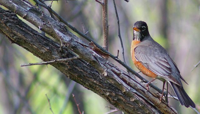 Rockin Robin