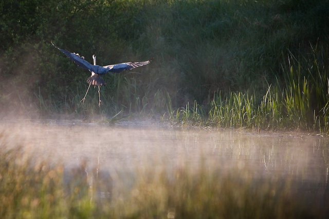 blueheron