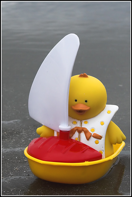 Sailing Duck