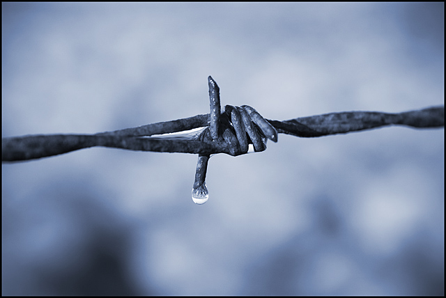 Barbwire´s cry