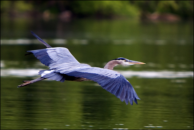 Blueheron