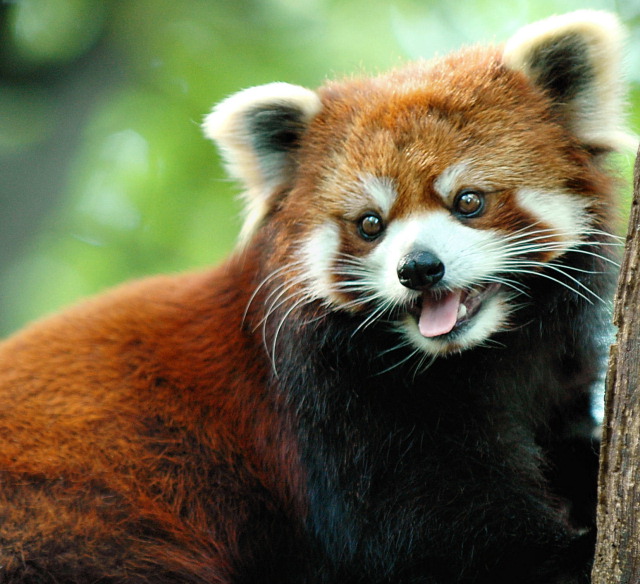 Redpanda