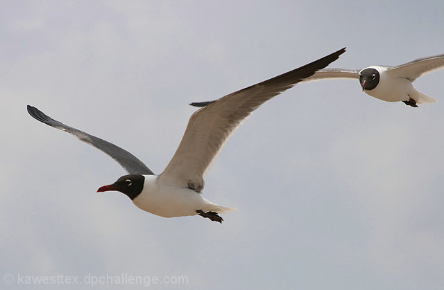 cgull
