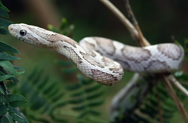 SiLvErSnAkE