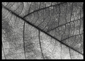 History of a leaf