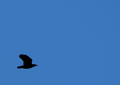 bird in flight