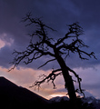 Silhouette after Sunset