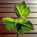 Shape of nature