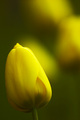 Ghosts of Tulips Past