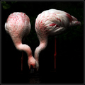 Shapely Flamingos