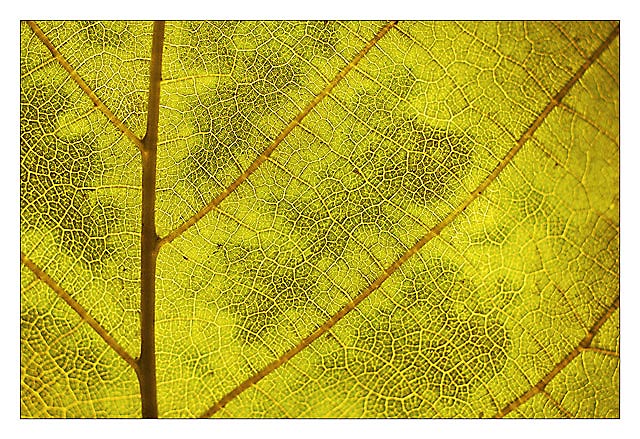 Lines of Life 