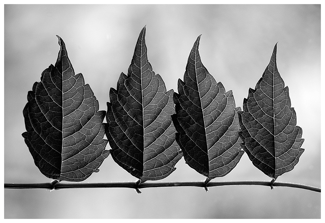 FOUR GOSSIPS