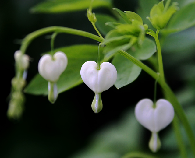 Pure in Heart
