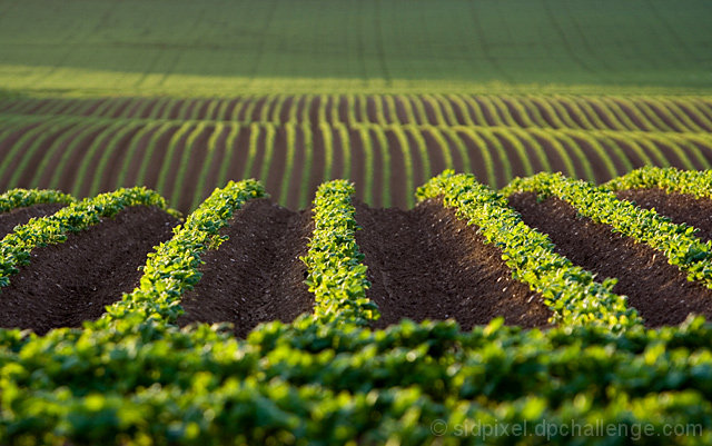 furrows