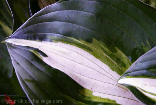 Hosta Environment