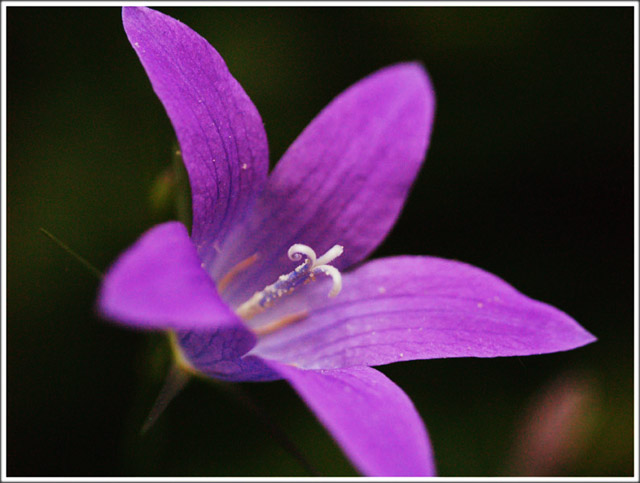 violet flower