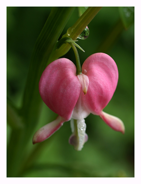 Bleeding Heart