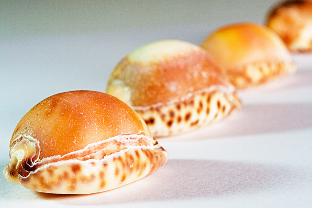 Shells