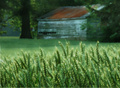 Wild Oat Grass