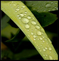 Droplets of long awaited rainfall