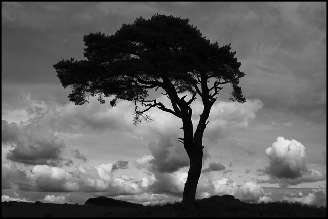Shaped By The Wind