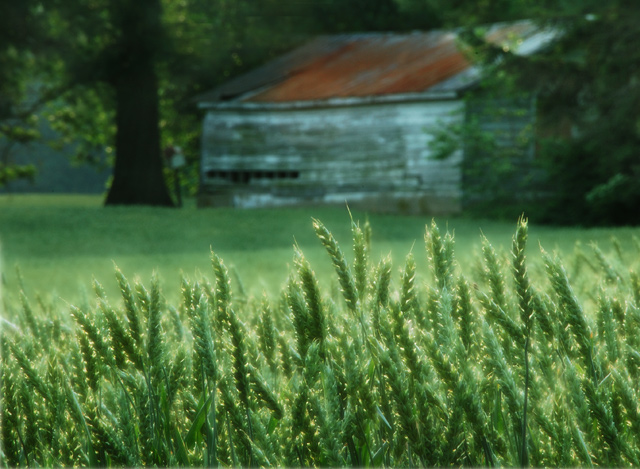 Wild Oat Grass